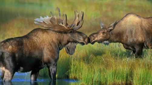 Denali National Park Preserve, Alaska